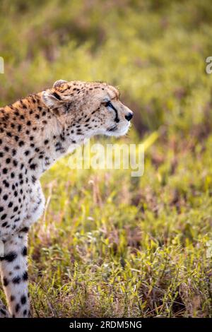 A cheetah in the early morning roams the avanne in a national park, photographed on a safari in Kenya Africa Stock Photo