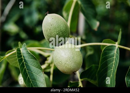 Two green walnuts growing on a walnut tree in summer Stock Photo