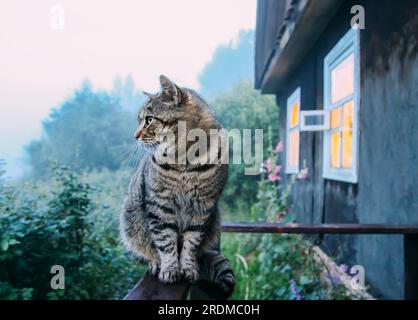 Cat on the wooden railing outdoors Stock Photo