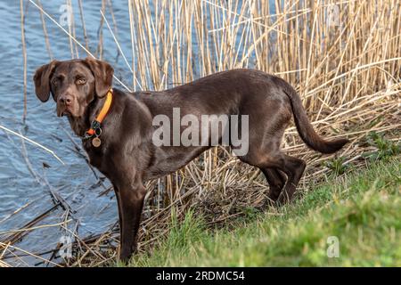 Springer Lab labrador and springer spaniel cross. springerdor, labradinger gundog ...