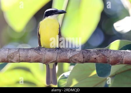 Boat-billed Flycatcher (Megarynchus pitangua), isolated, perched on a papaya branch Stock Photo