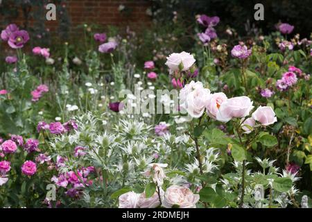 pretty pastel summer garden scene with roses, poppies, eryngium Miss Willmott's ghost in UK garden June Stock Photo