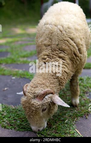 one sheep eating grass on garden Stock Photo