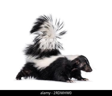 A wild striped skunk (Mephitis mephitis) from Briones Regional Park in ...