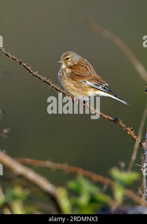 Common Linnet (Carduelis cannabina) adult female perched on dead bramble  Eccles-on-Sea, Norfolk, UK.              April Stock Photo
