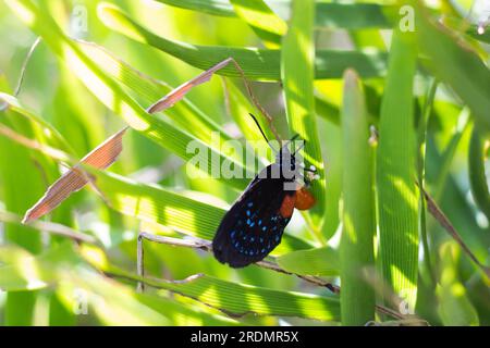 Female Atala butterfly laying eggs on her host plant the coontie palm Stock Photo