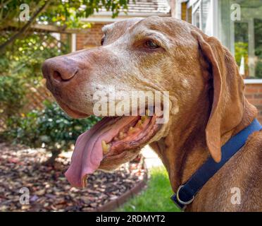 14 year old Senior Hungarian Vizsla Dog with white face and yellow teeth Stock Photo