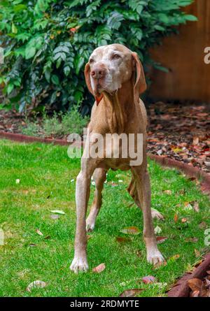 14 year old Senior Hungarian Vizsla Dog with white face Stock Photo