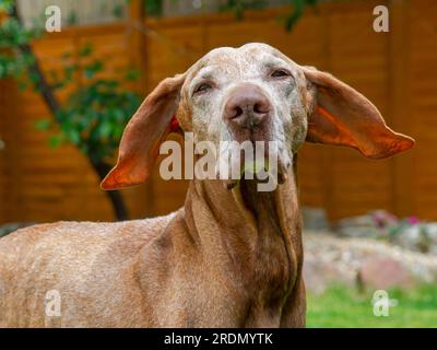 14 year old Senior Hungarian Vizsla Dog with white face Stock Photo