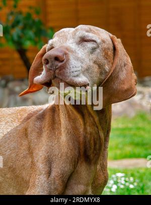 14 year old Senior Hungarian Vizsla Dog with white face Stock Photo