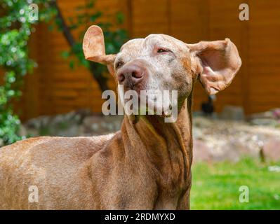 14 year old Senior Hungarian Vizsla Dog with white face Stock Photo