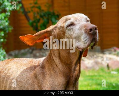 14 year old Senior Hungarian Vizsla Dog with white face Stock Photo