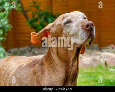 14 year old Senior Hungarian Vizsla Dog with white face Stock Photo