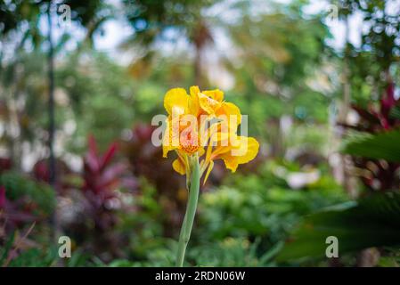 Canna indica yellow in close-up with blurred background. Stock Photo