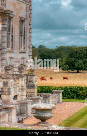 Red Ruby Devon cattle grazing in the grounds of the Venetian-styled country house, Kingston Lacey, Wimborne Minster, Dorset, UK Stock Photo