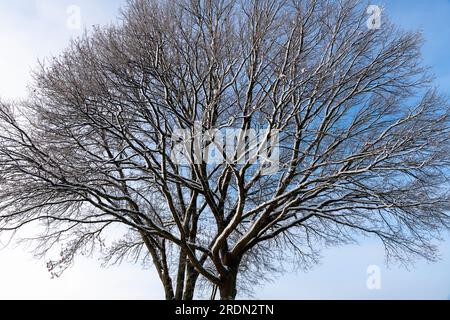 winter tree crown with snow on branches Stock Photo