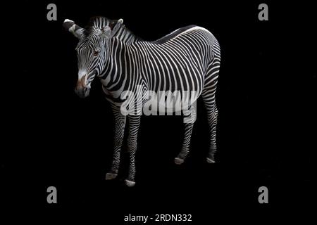 African zebra on black background Stock Photo