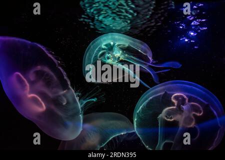 luminous jellyfish on black background Stock Photo