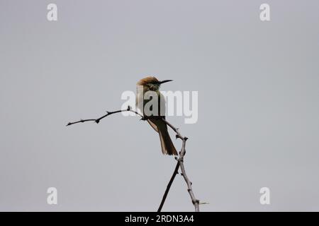 Asia green bee eater bird on tree branch. Bird wallpaper. Beautiful wall hanging of bird Stock Photo