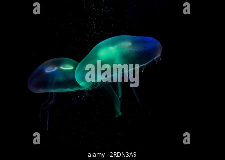 luminous jellyfish on black background Stock Photo