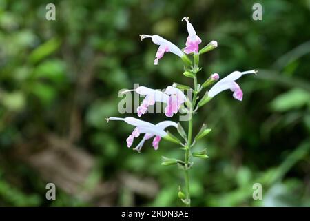 Close up view of a wild inflorescence which is bearing tiny white and purple color flowers Stock Photo