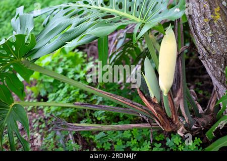 Monstera (Monstera deliciosa) flowers in their natural habitat Stock Photo  - Alamy