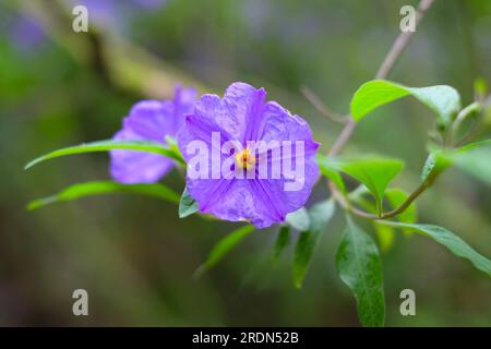 Small and delicate purple flowers of a wild plant (Solanum). Stock Photo