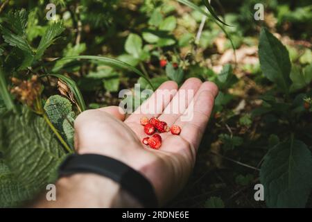 Close-up of a man's hand holding freshly picked red wild strawberries in the forest in early summer. wild strawberry, woodland strawberr Stock Photo