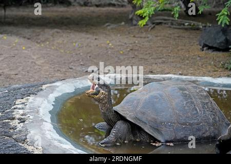 Galapagos Giant Tortoise in the water, mouth open. Isabela Island, Galapagos Stock Photo