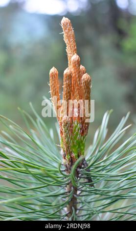 Spring buds on a young pine branch Stock Photo