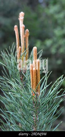 Spring buds on a young pine branch Stock Photo