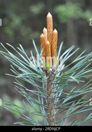 Spring buds on a young pine branch Stock Photo