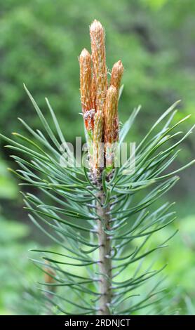 Spring buds on a young pine branch Stock Photo