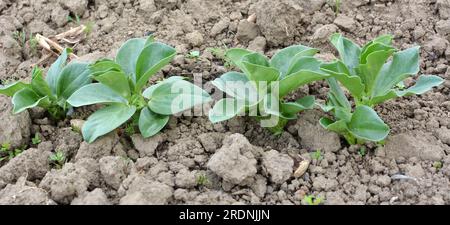In spring, young Horse bean (Vicia faba) grows on a farm field Stock Photo