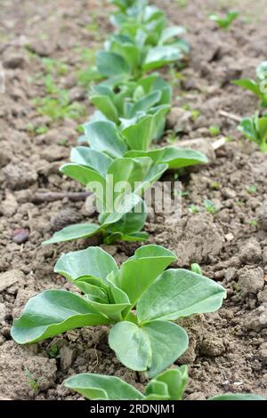 In spring, young Horse bean (Vicia faba) grows on a farm field Stock Photo