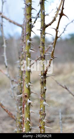 Sharp thorns on a branch of a bush and a tree close up Stock Photo