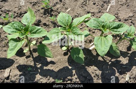 In the spring on a farm field sunflower grows. Stock Photo