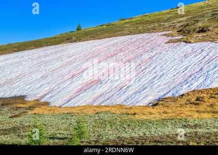 snow drift coated with red algae on goat flat in the anaconda-pintler wilderness near anaconda, montana Stock Photo