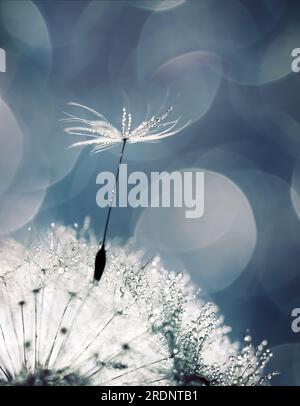 white fluffy dandelion in water droplets on a blue background, defocused light, bokeh Stock Photo