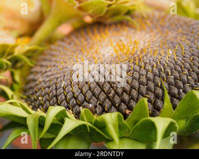 Close-up of a ripening sunflower, macro. Black sunflower seeds. Shallow depth of field. Copy space. Stock Photo