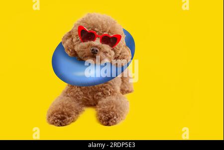 Cute Maltipoo dog with stylish sunglasses and swim ring on yellow background. Space for text Stock Photo