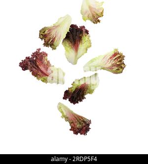 Many oakleaf lettuce leaves falling on white background Stock Photo