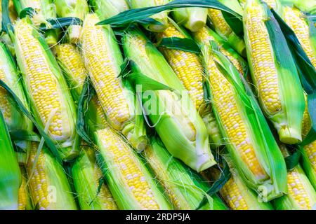 Toronto, Canada - July 19, 2023: Pile of fresh corn for sale in Saint Lawrence Market Stock Photo