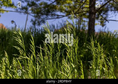 Tall fescue grass (Festuca arundinacea) in a field - blurred dark sky background Stock Photo