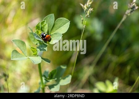 Ladybug on green leaf - close-up shot of red and black insect on plant - blurred grassy field in background Stock Photo