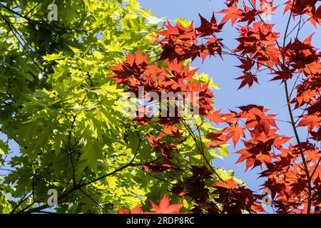 Japanese maple tree with bright red leaves against a blue sky and a green leaved tree - taken from below Stock Photo