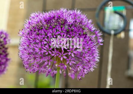 Purple allium flower with radial petals on green stem against brick wall Stock Photo