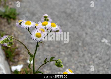 Close-up of white and yellow daisy-like flowers on concrete surface Stock Photo