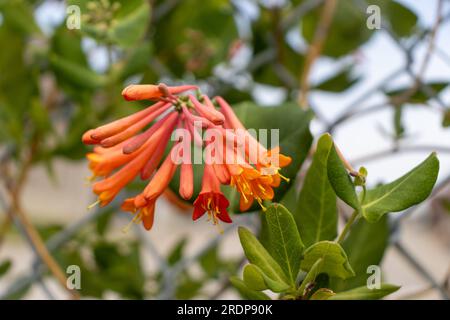 Red tubular flowers with yellow centers hanging from green leafy branch - blurred leaf background Stock Photo