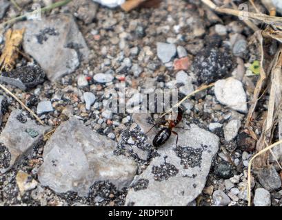Ant on rock - close-up view of dark brown insect on pebbly asphalt ground Stock Photo